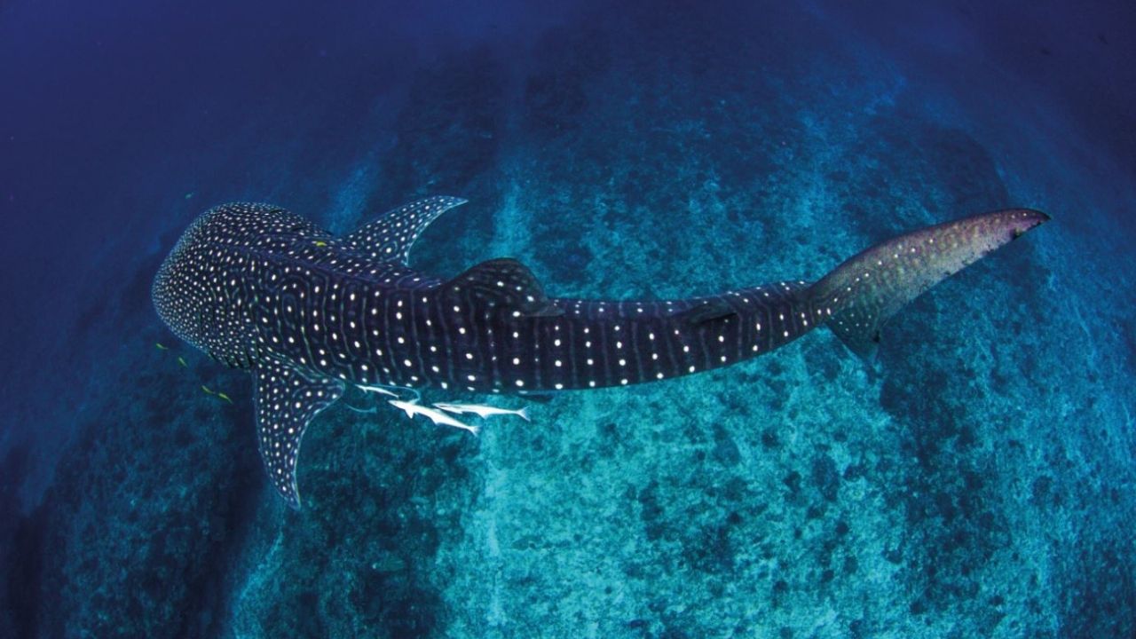 Kitovec in drugi morski psi Naslovnica