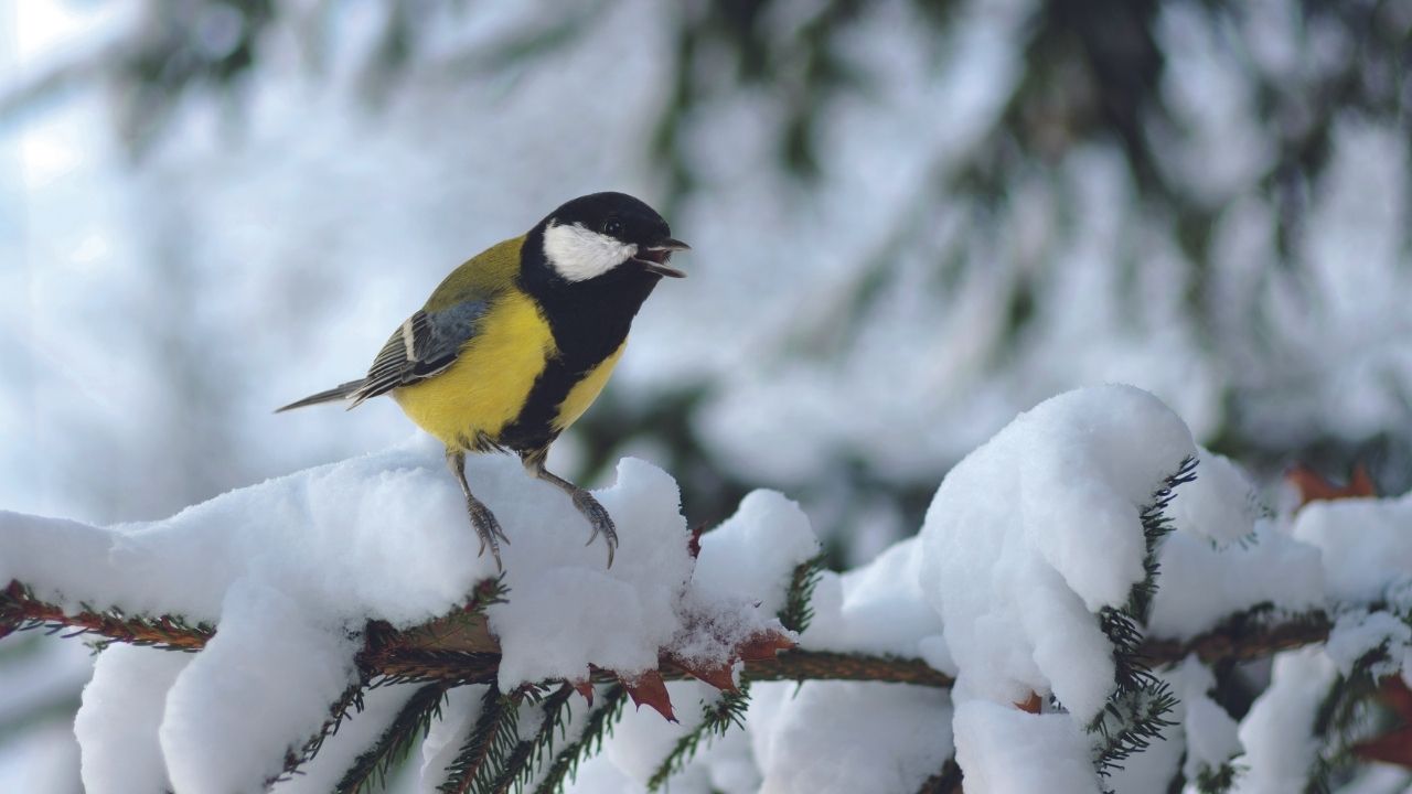 Sinička se je usedla gor na drobno vejico … Naslovnica