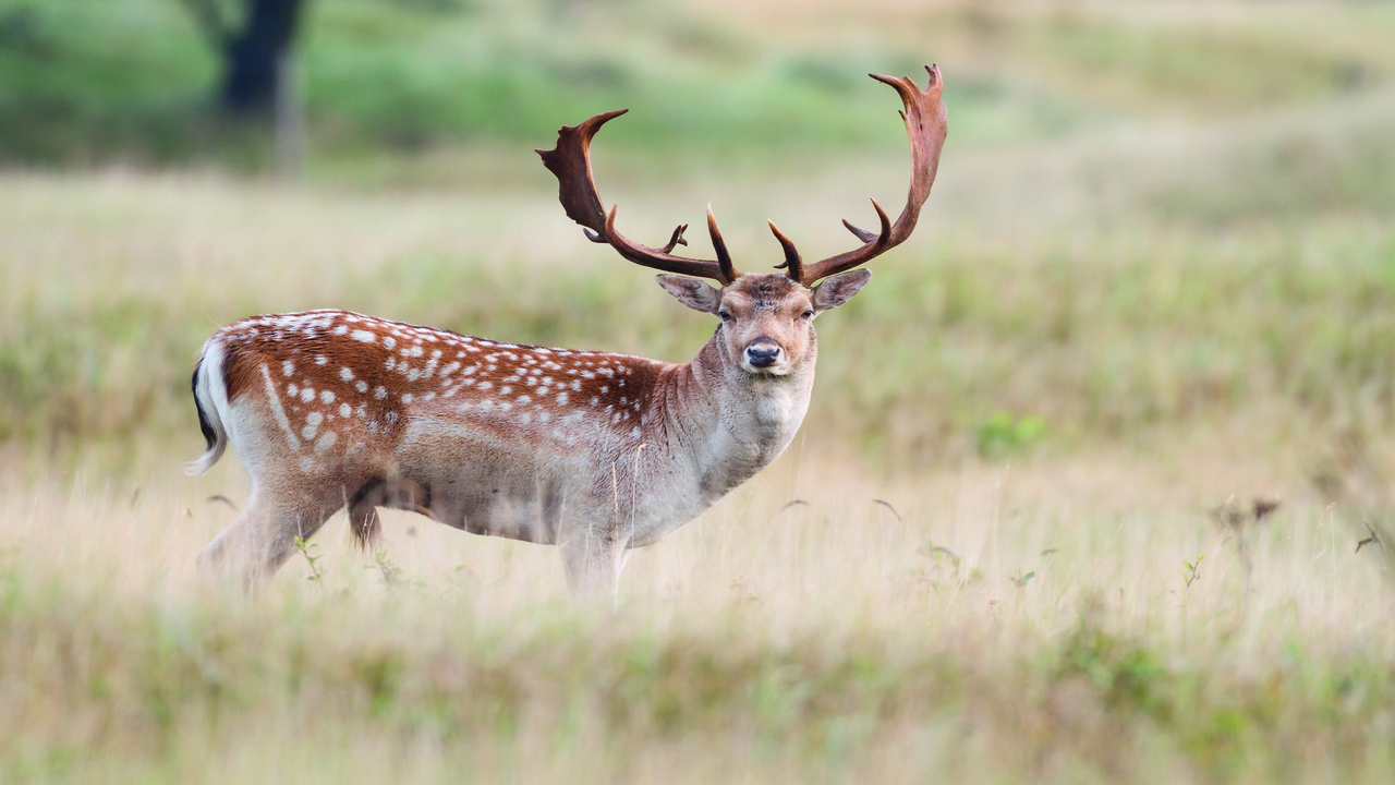 Damjak – ljubek lopatasti jelen v naši bližini Naslovnica