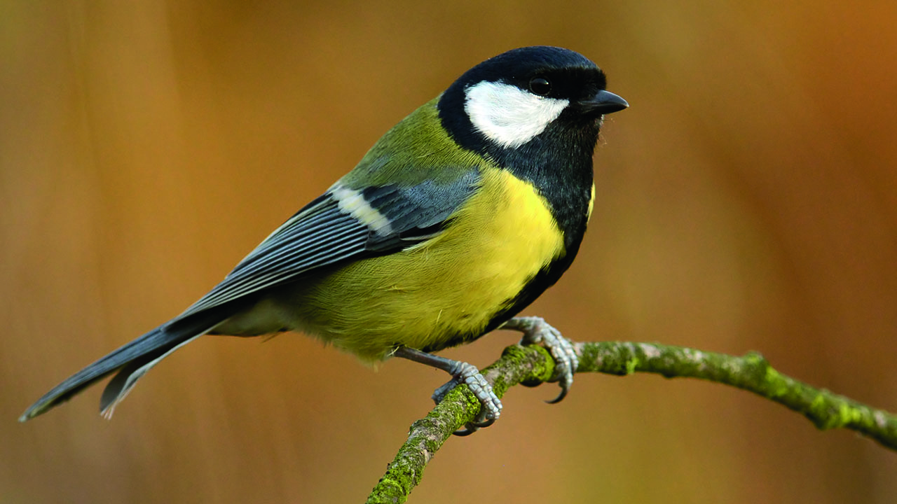 Sinička se je usedla gor na drobno vejico … Naslovnica