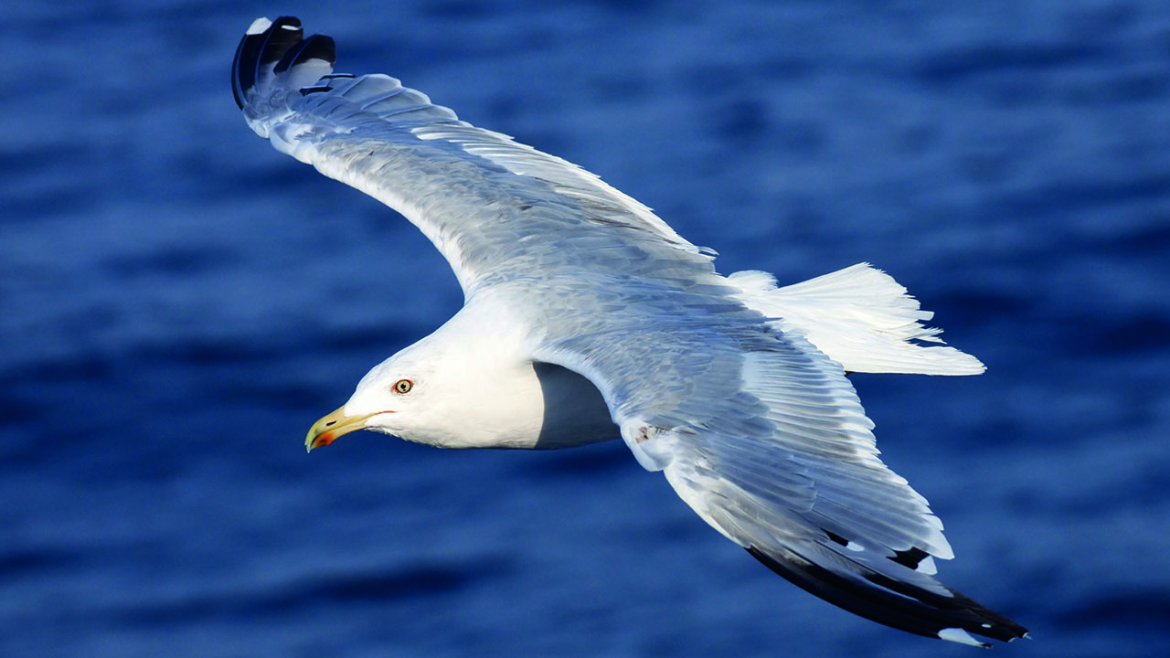 Galeb – le še spomin na minulo poletje Naslovnica